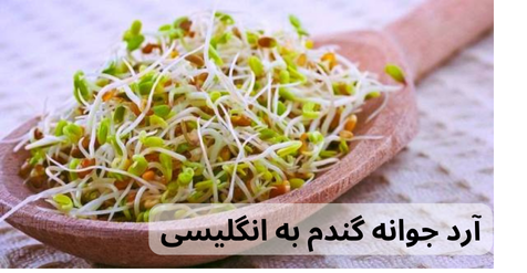 آرد جوانه گندم به انگلیسی