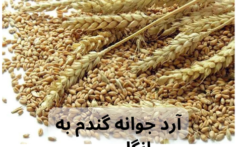 آرد جوانه گندم به انگلیسی