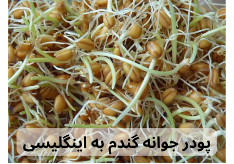 پودر جوانه گندم به اینگلیسی