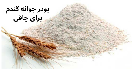 پودر جوانه گندم برای چاقی